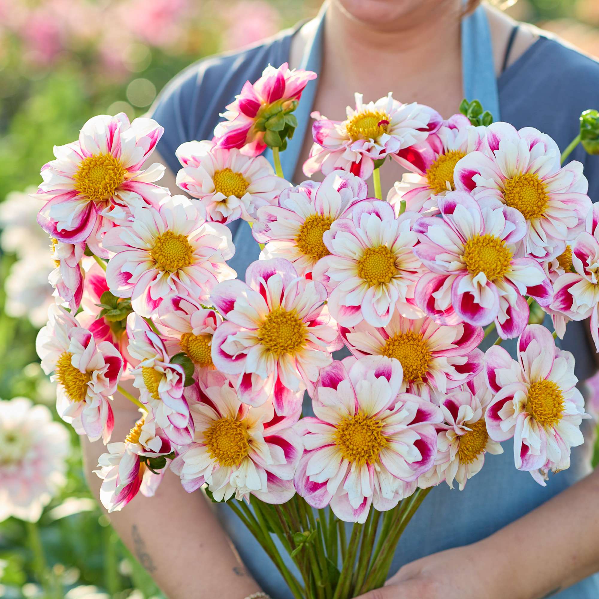 Dahlia 'Bumble Rumble'
